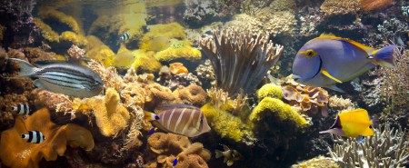 copyright R. Callewaert